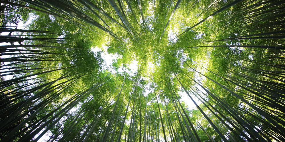 Affiliate Marketing & Sustainability: Planting the Seed for Online Growth